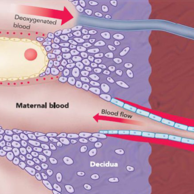 PRUEBA DE MARCADORES ANGIOGÉNICOS PARA PRE-ECLAMPSIA